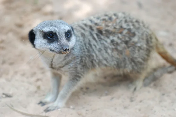 Side face portrait of a meerkat — Stock Photo, Image