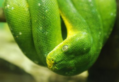 Yeşil piton yılan, yakın kadar göz.