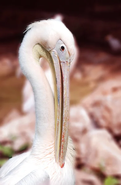 Большой белый пеликан — стоковое фото