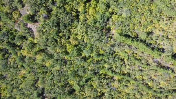 Вид сверху на зеленый лес — стоковое видео