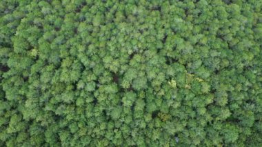 Yeşil ormanın tepeden tırnağa manzarası. Yüksek kalite 4K görüntü