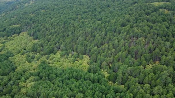 Вид Зверху Пейзаж Різними Кольорами Зелених Лісів Кадри — стокове відео