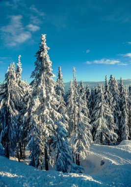 Karlı kış ormanı