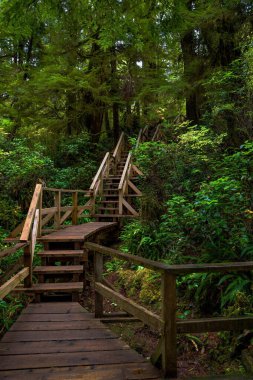 Pasifik Rim Ulusal Parkı, Tofino, Vancouver Adası, Britanya Kolumbiyası, Kanada 'da yer alan yağmur ormanları boyunca uzanan tahta bir yürüyüş ve merdiven var. 
