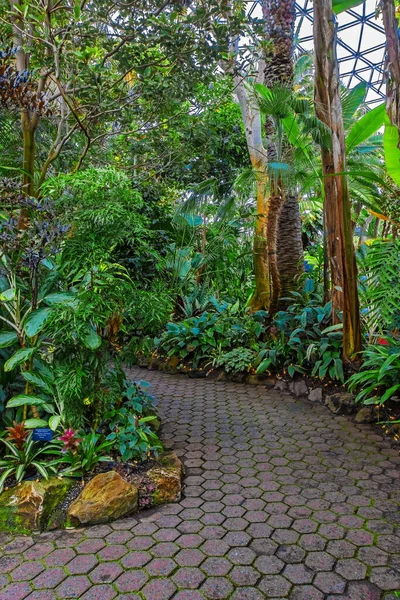 Ett Fragment Vinterträdgården Exotiska Växter Växthuset Vancouver Bloedel Conservatory — Stockfoto