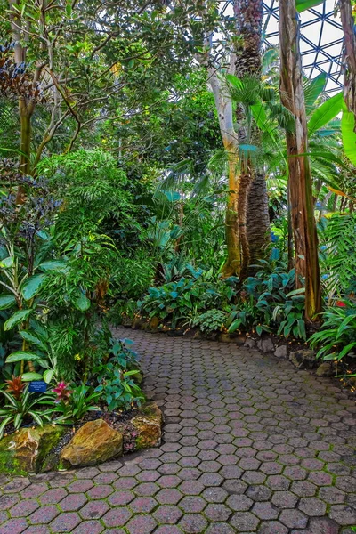 Fragment Zimní Zahrady Exotických Rostlin Skleníku Vancouver Bloedel Conservatory — Stock fotografie