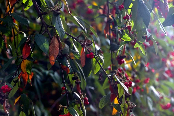 Осенний Куст Растения Заполнен Красными Ягодами Фоновой Графики Текстуры Зеленые — стоковое фото