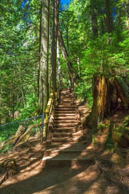 Capilano Nehri Bölgesel Parkı 'ndaki yağmur ormanlarındaki ahşap patika ve merdivenler. Bu park Kuzey Vancouver 'da İngiliz Kolombiyası Kanada' da bulunmaktadır.