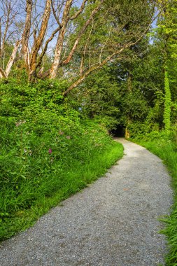 Güneşli bir yaz sabahı ormanlık alanda yürüyen bir patika. Bu patika Burnaby Gölü 'nün etrafında 10 kilometre uzunluğundadır. Burnaby City' nin ovalarında Büyük Vancouver, British Columbia, Kanada 'nın bir kısmında bulunur.