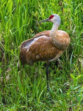 Burnaby Gölü 'ndeki Turna Kuşu, Turna Kuşu bir kütüğün üzerinde duruyor yeşil sazlıkların arka planında
