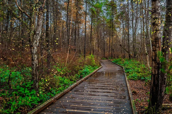 Rainy day in late autumn, wooden path through the forest in the natural park in the city of Richmond British Columbia, Canada