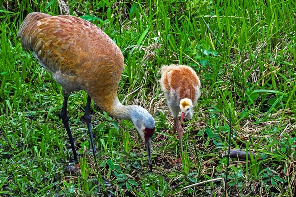 Crane Chick Lake Burnaby Mother Feeding Her Chick Backdrop Green — Photo