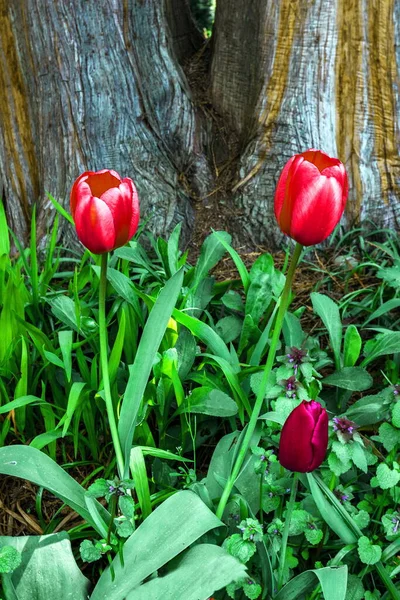 Red tulips on flower bed on the background of tree stem and, green plants tulips and wildflowers. That flower bed located in Queens Park, New Westminster, British Columbia, Canada