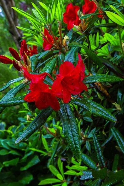 Rododendro Rosso Fiorente Cespuglio Uno Sfondo Foglie Verdi — Foto Stock