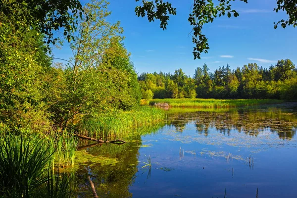 Green Timbers Urban Forest Park Surrey City Forest Lake Surrounded — Stock Photo, Image