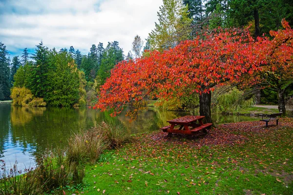 Early autumn in Burnaby Central Park. Picnic table, under a tree with yellow-red leaves on the shore of a small lake against a cloudy sky