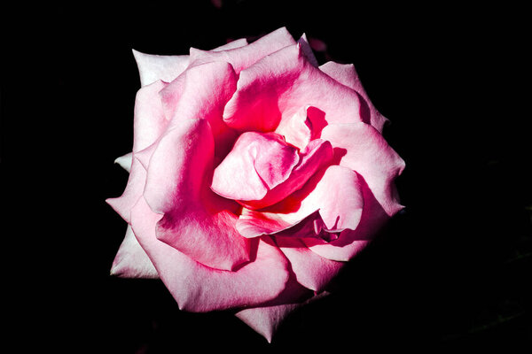 Pink Rose on a black background, picture of this Rose was taken at spring time in Queen Elizabeth Park Vancouver Canada