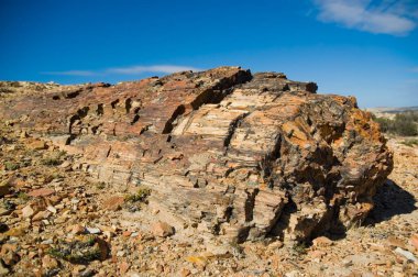 Petrified wood in Patagonia, Southern Argentina.