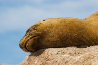 Sea Lion in the coast of Patagonia, Argentina.