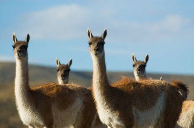 Patagonya, Güney Arjantin'in'guanacoes (lama guanicoe).
