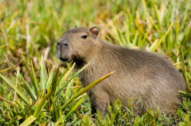 Capivara in Ibera, Argentina.