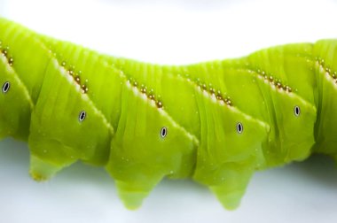Nocturnal butterfly caterpillar on white background.