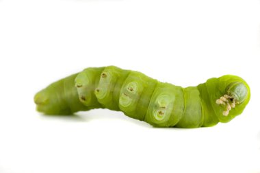 Nocturnal butterfly caterpillar on white background.