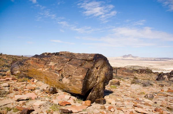 Petrified Wood Patagonia Southern Argentina — Foto de Stock