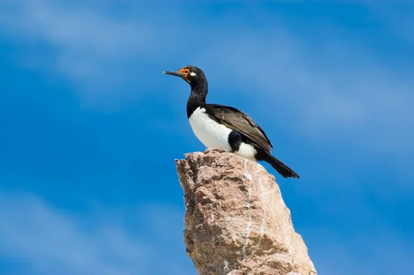 Rock Cormorant Phalacrocorax Magellanicus Patagonia Argentina — ストック写真