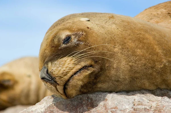 Sea Lion Coast Patagonia Argentina — Stock Photo, Image
