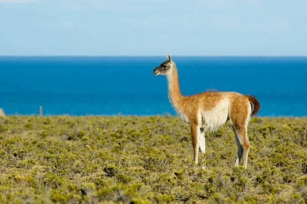 Guanaco Patagóniában Argentína — Stock Fotó