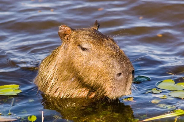 Capivara Ibera Argentina — Stock Photo, Image