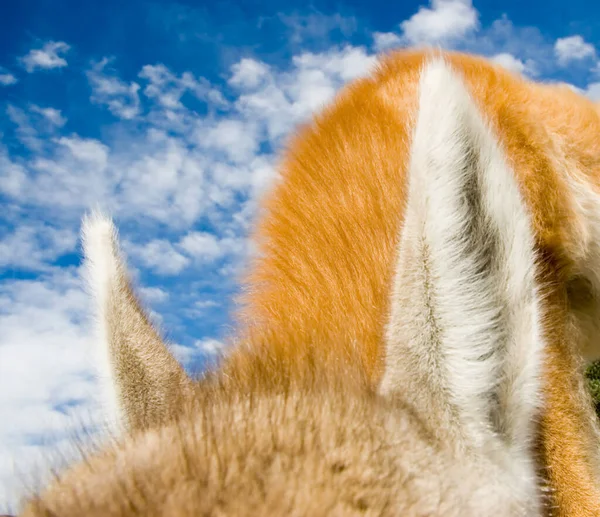 Close Shot Guanaco Lama Guanicoe — Foto Stock