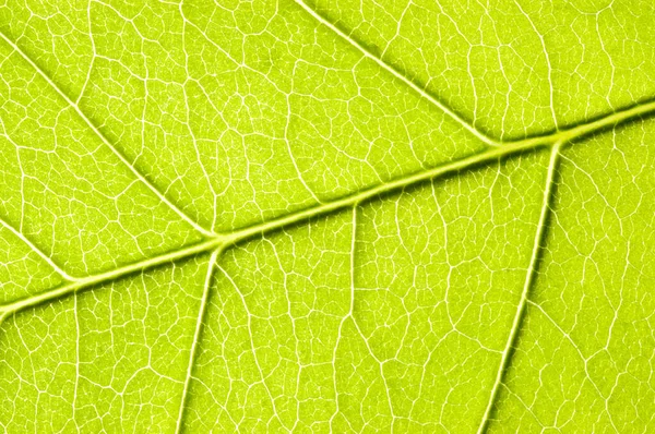 Green Leaves Texture Closeup Macro Background Text Stock Image