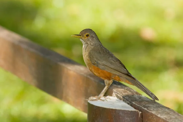 一只鸟坐在木栅栏上的特写镜头 — 图库照片