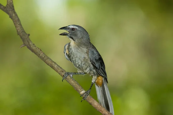 Grayish Saltator Saltator Coerulescens — 图库照片