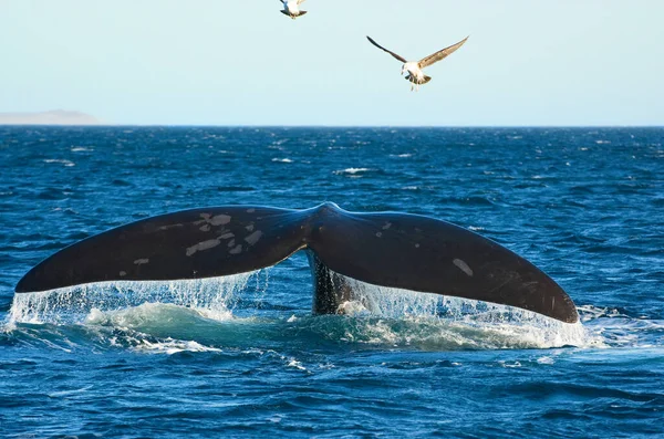 プエルト ピラミド ペニンシュラ バルデス パタゴニア アルゼンチンの南部右クジラ — ストック写真