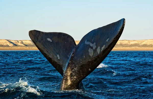 プエルト ピラミド ペニンシュラ バルデス パタゴニア アルゼンチンの右クジラ — ストック写真