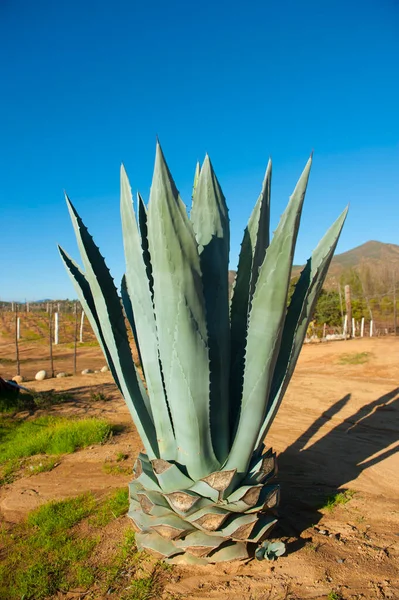 Planta Agave Azul Paisaje Mexicano —  Fotos de Stock