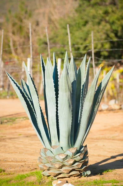 メキシコの風景の中で青アガベ植物 ロイヤリティフリーのストック写真