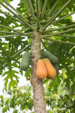 Sarı ve yeşil papaya tesisi