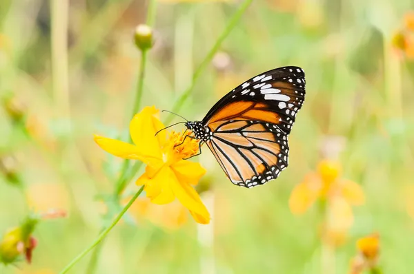 Mariposa monarca sobre flor amarilla — Foto de Stock