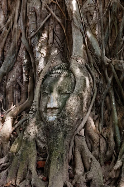 Head Of Buddha — Stock Photo, Image