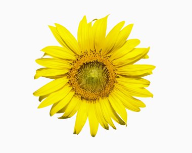 Beyaz arka plan ayçiçeği isolared