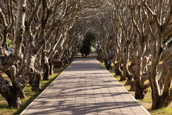Tree Tunnel in The Park — Stock Photo, Image