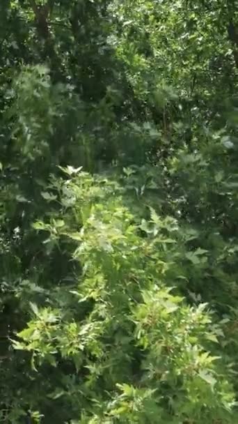 Takken Van Een Esdoorn Boom Zwaaien Wind Verticaal Uitzicht — Stockvideo