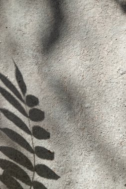 Parlak güneşli bir günde beton bir duvardaki ağaç dallarının gölgeleri. Doğa yaratıcı dikey arkaplan
