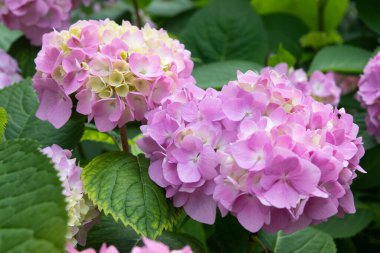 Hoş, narin pembe leylak ortancaları. Bahçede bahar çiçekleri