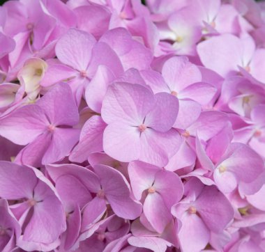 Hoş, narin pembe leylak ortancaları. Bahçede bahar çiçekleri