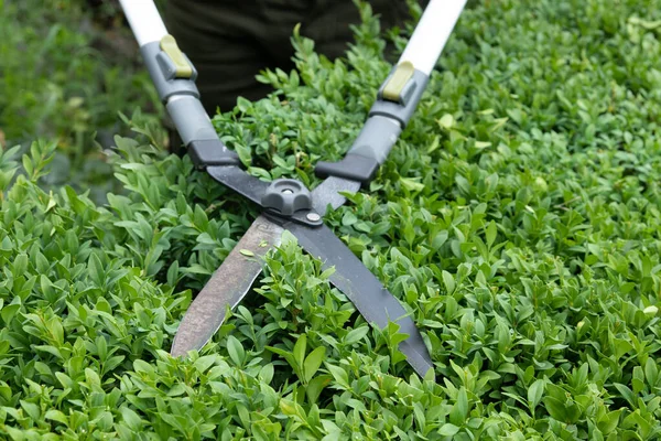 Scissors for cutting bushes over a boxwood bush. Trimming bushes in the garden — стоковое фото